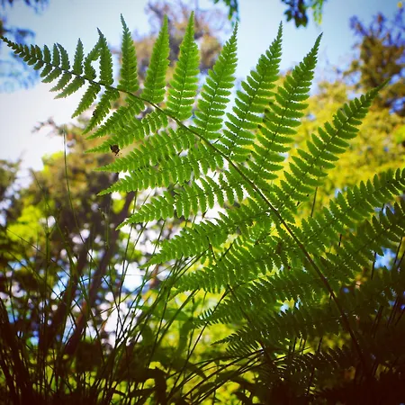 Wald Und Wasser Fam.schurat Lejlighed Feldberg in Mecklenburg